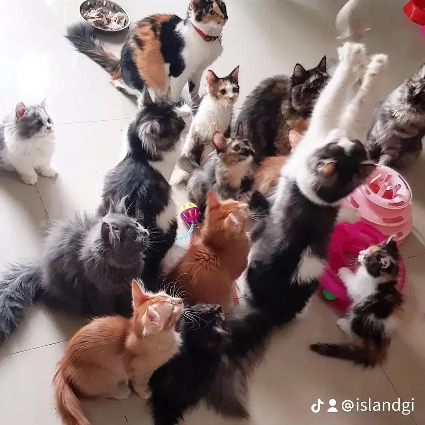 Kucing RAS dan kucing LOKAL