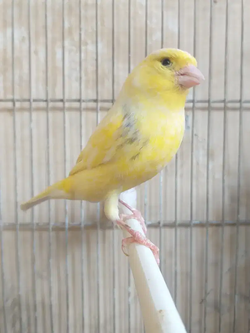 Kenari Holland Import Betina