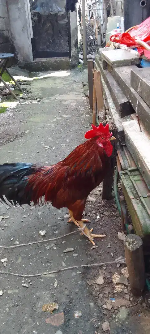 Ayam ketawa Cilandak jaksel