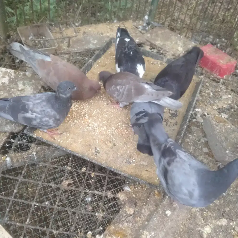 Merpati/ Burung Dara