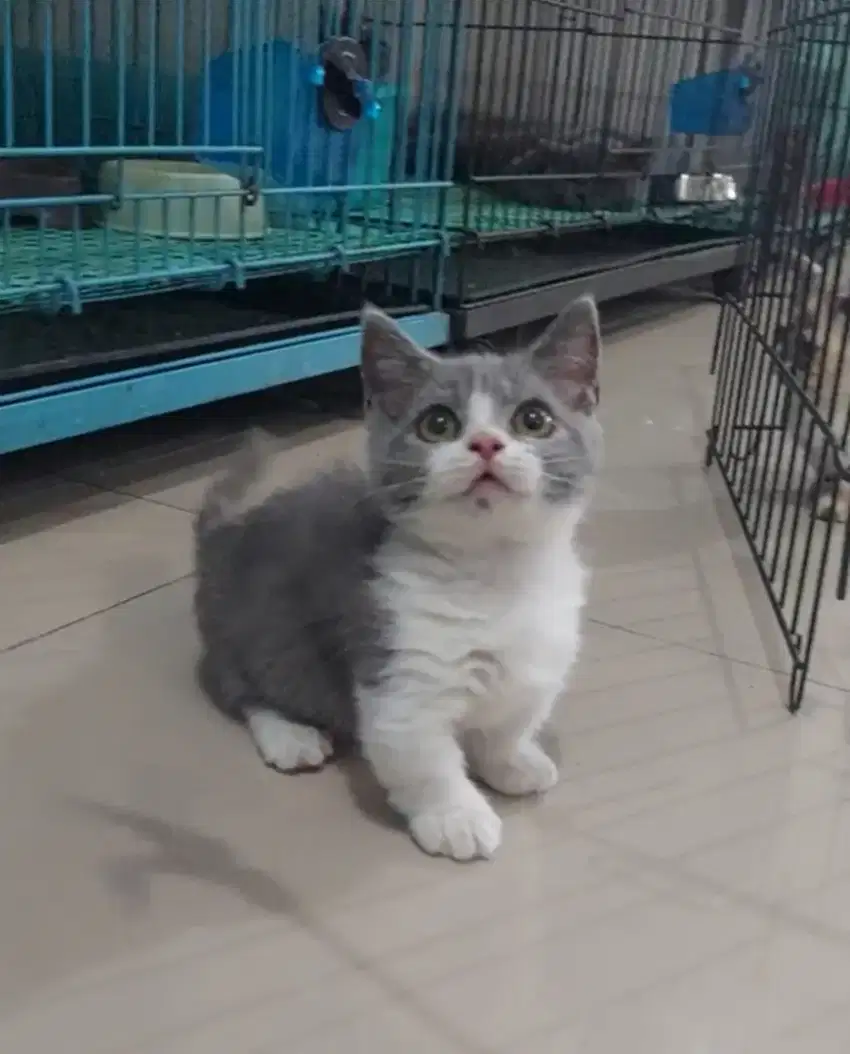 Munchkin British Shorthair