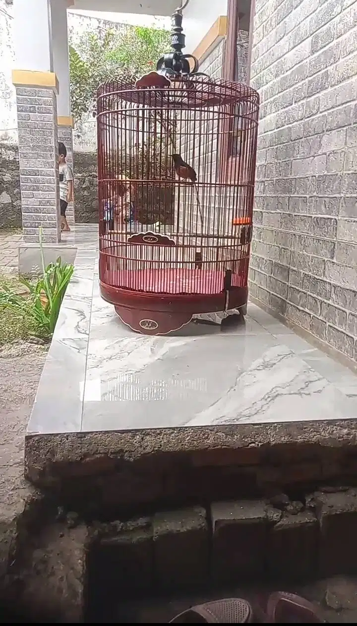 Murai batu rajin spek rumahan fighter