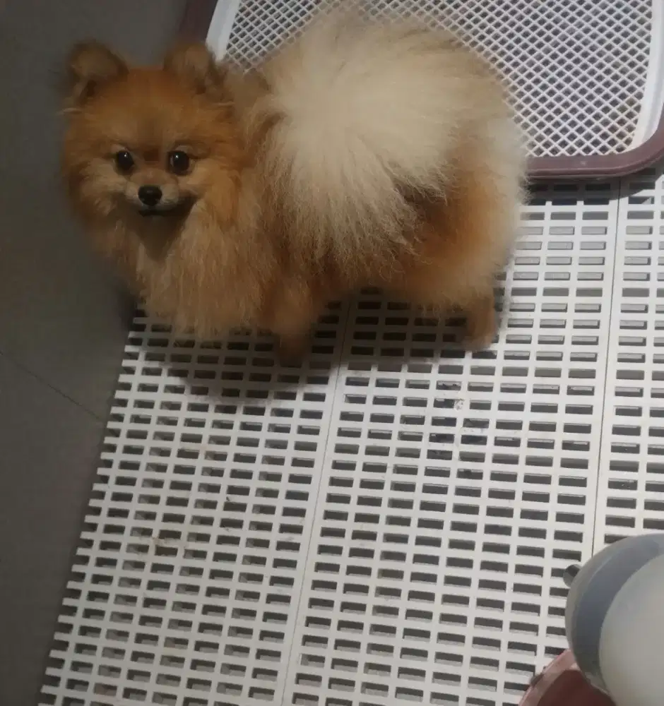 Minipom pomeranian red