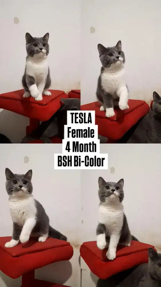 Anak Kucing BSH Bi Color