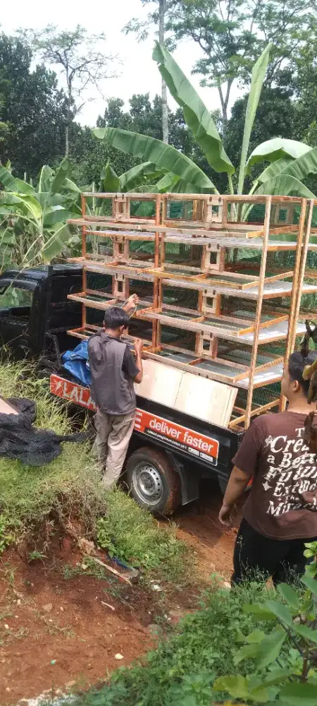 kandang puyuh petelur