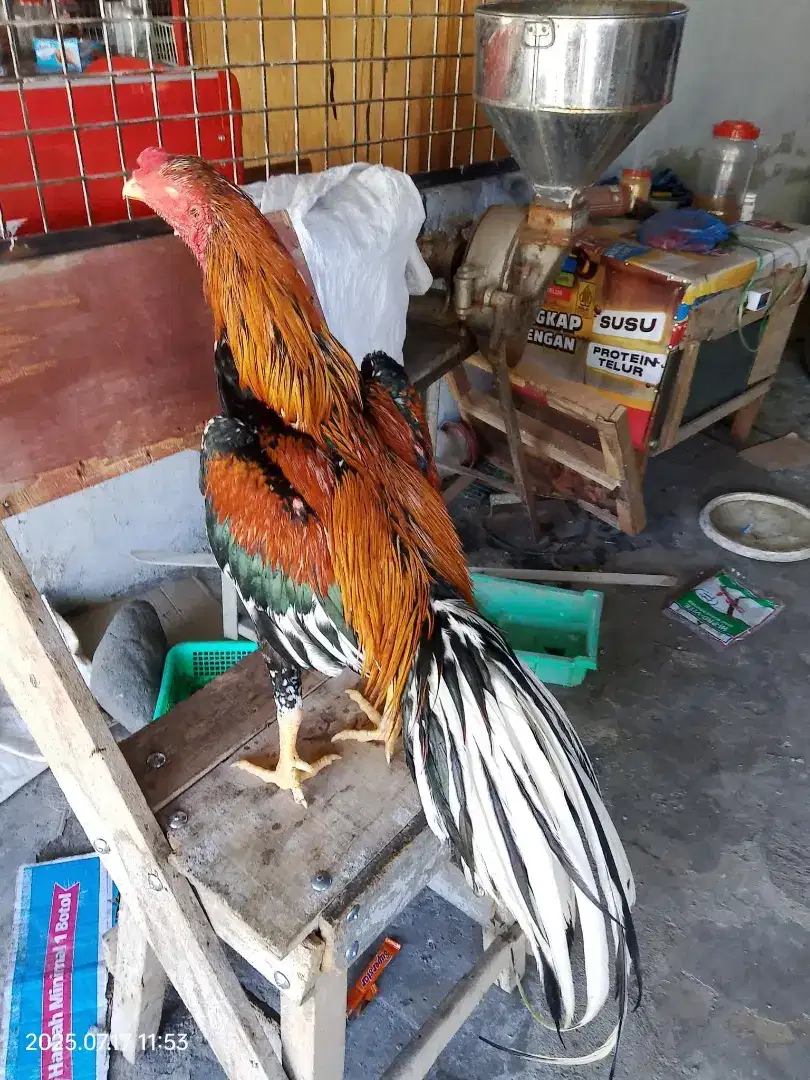 LHK ayam ratu usia setahunan