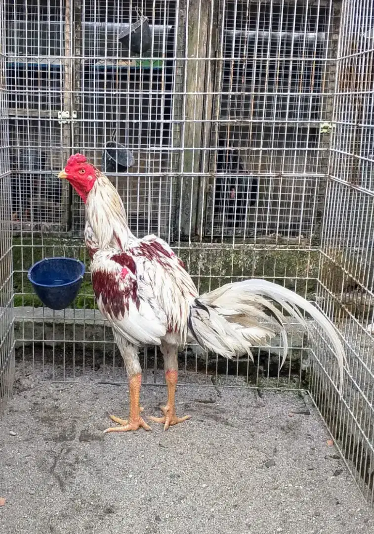 Ayam pakhoy big size