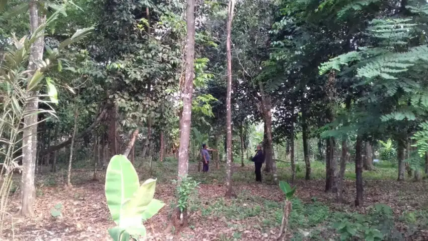 Jual Tanah Murah SHM Sukasirna Jonggol