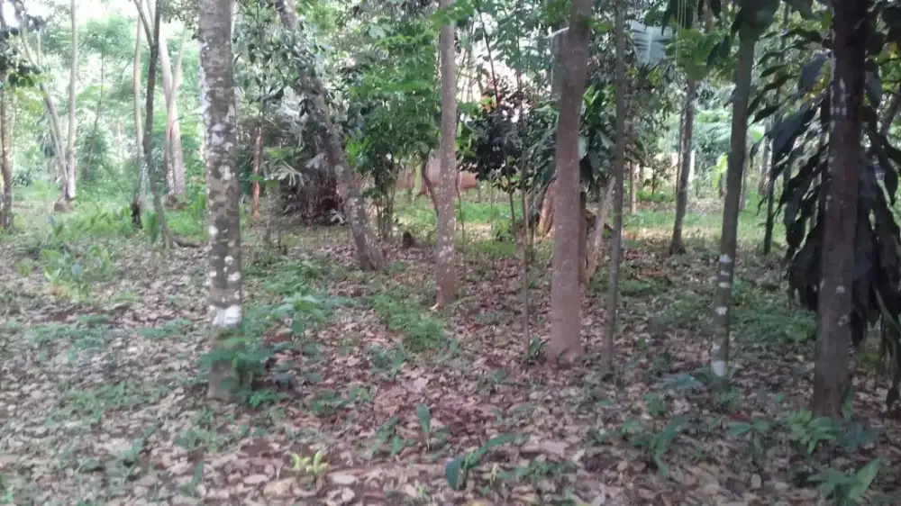JUAL CEPAT: Tanah Murah SHM Sukasirna Jonggol
