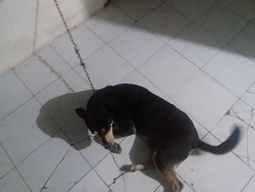 Anjing pinscher dewasa