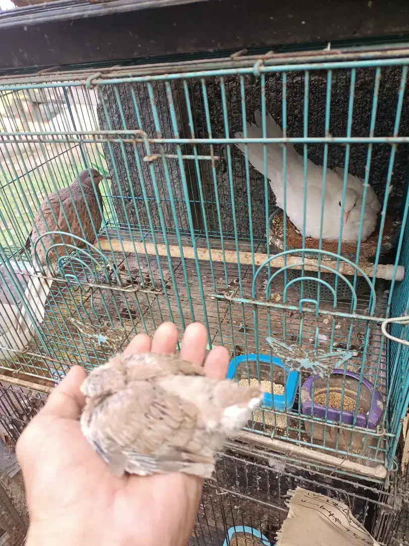 Tekukur derkuku warna