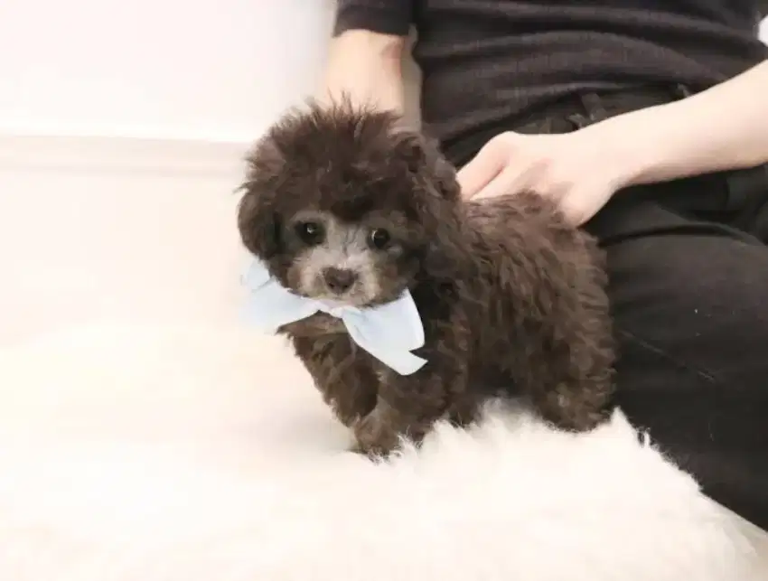 silver teacup poodle non stb ada jantan ada betina