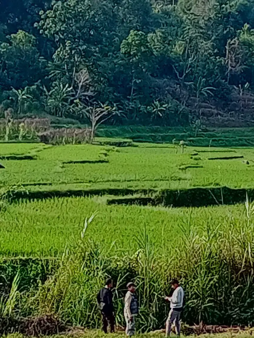 Kavling Villa view gunung dekat sawah di Bogor