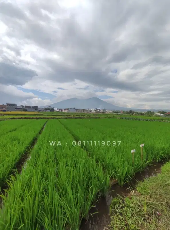 JUAL : TANAH VIEW GUNUNG SALAK BOGOR