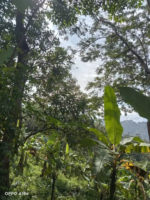Di Jual Tanah Dengan Luas 25000 m2 dan Hasil Buah Produktif
