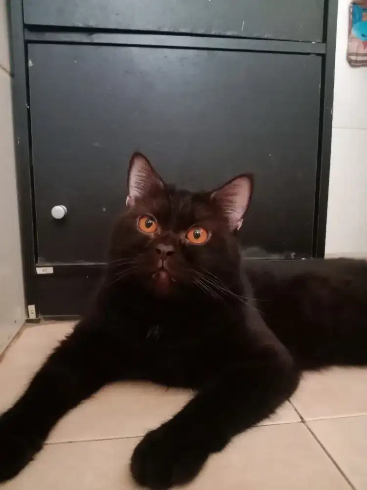 Kucing jantan Scottish