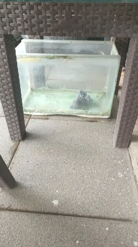 Anak ikan slayrer komet Umur 3 Bulan lebih