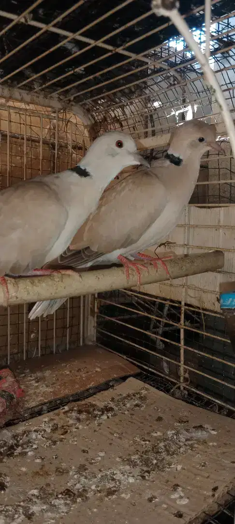 Burung puter sehat