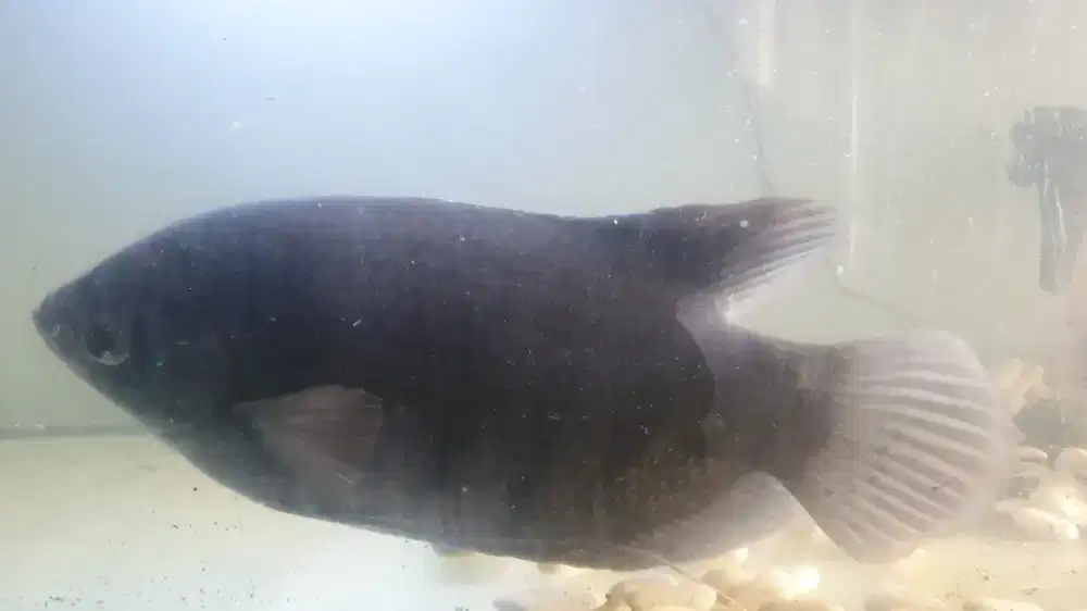 Ikan gurane kaloi/ manah/ purba