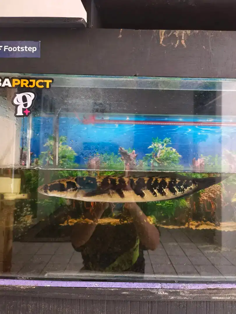 Aquarium dan ikan chana 1 set