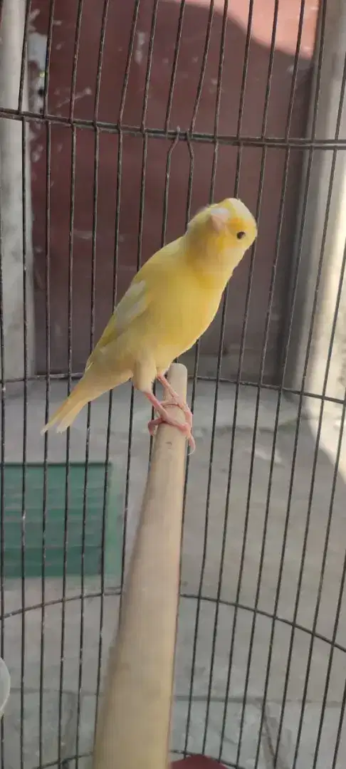 Kenari riwikan jantan