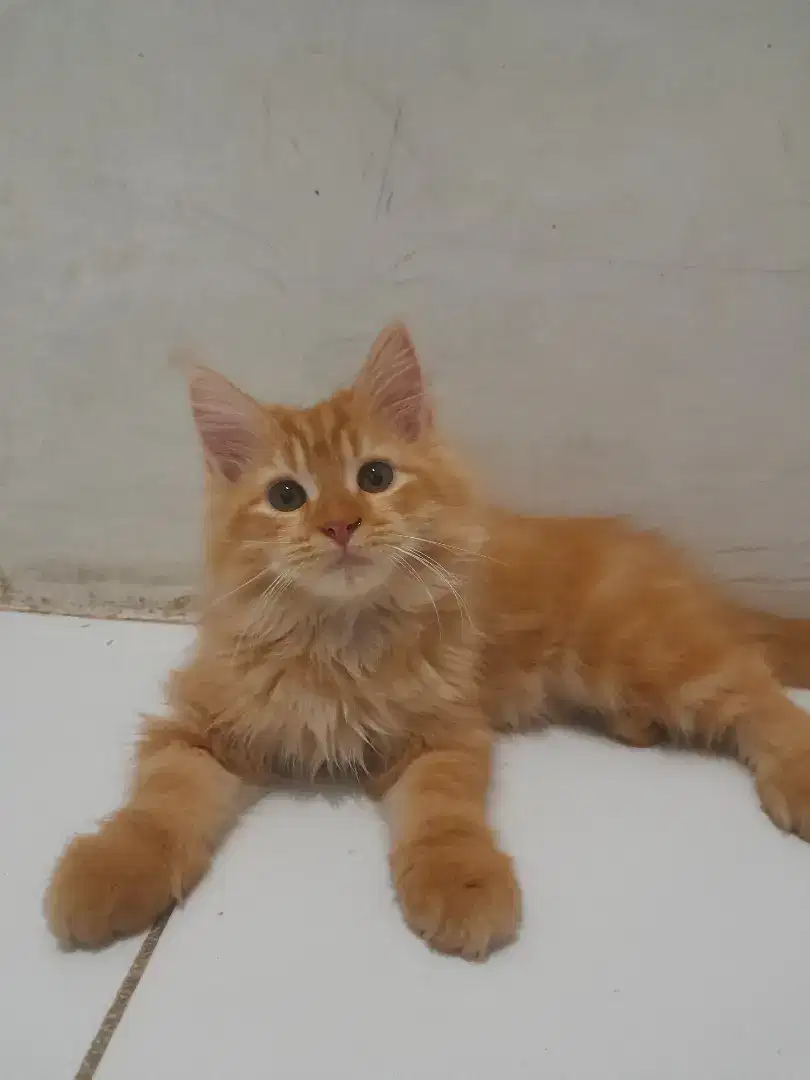 Lepas adop kitten persia