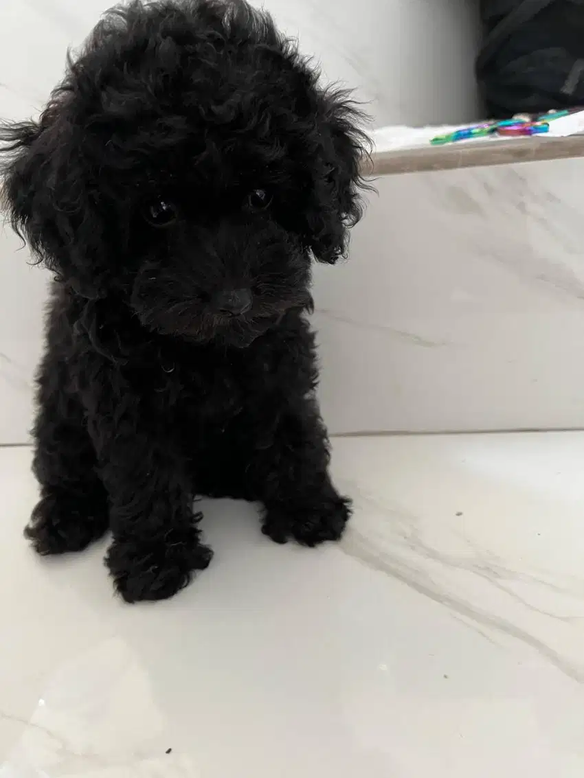 Silver Toy Poodle Puppy