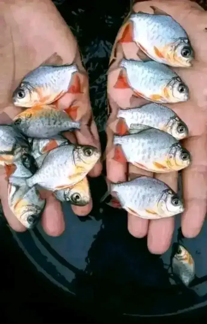 jual bibit ikan bawal berbagai ukuran ikan ready stok