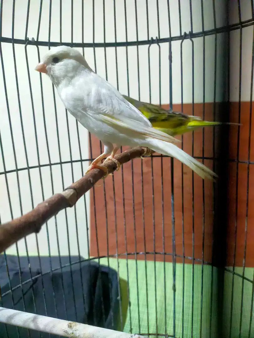 Jual / Barter Kenari Sepasang fullset