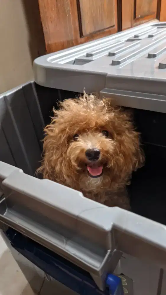 Open Pacak Anjing Poodle