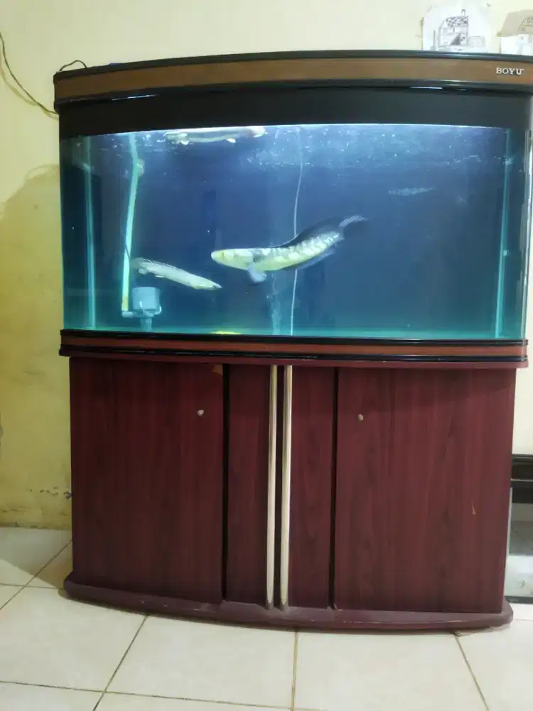 Aquarium Merk Boyu / Akuarium Kaca Bending