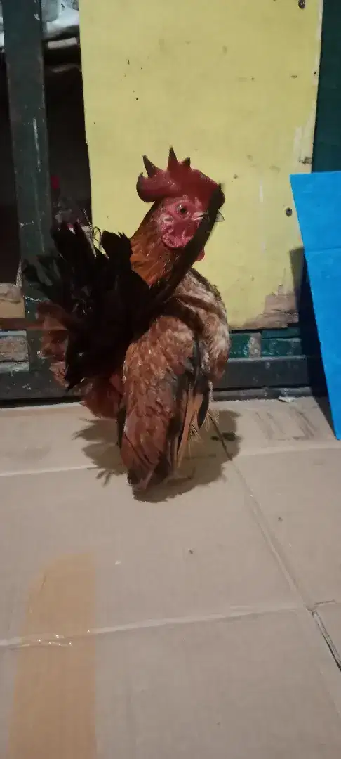 Serama jantan dewasa