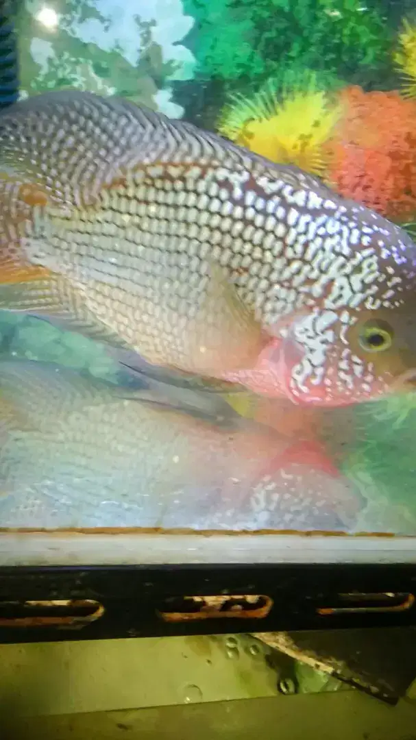 Louhan female kamfa