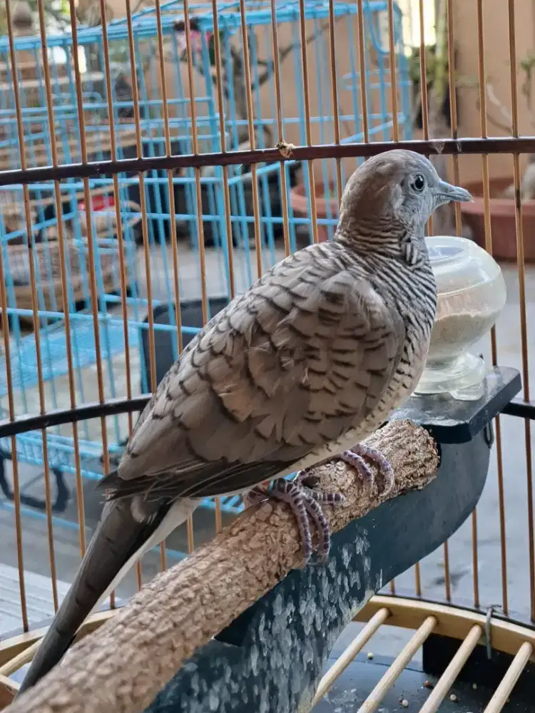 Perkutut Bangkok Body Besar Petetan