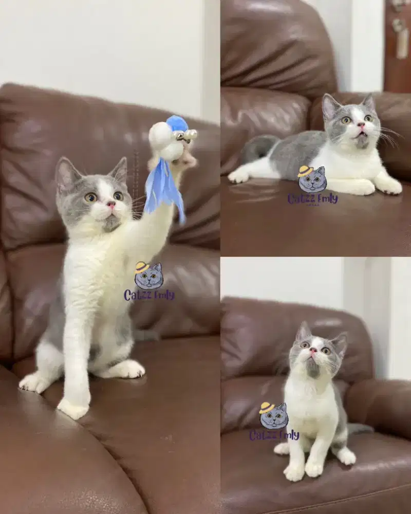 BSH British Shorthair Bicolor Blue,van,harlequin Line Ped