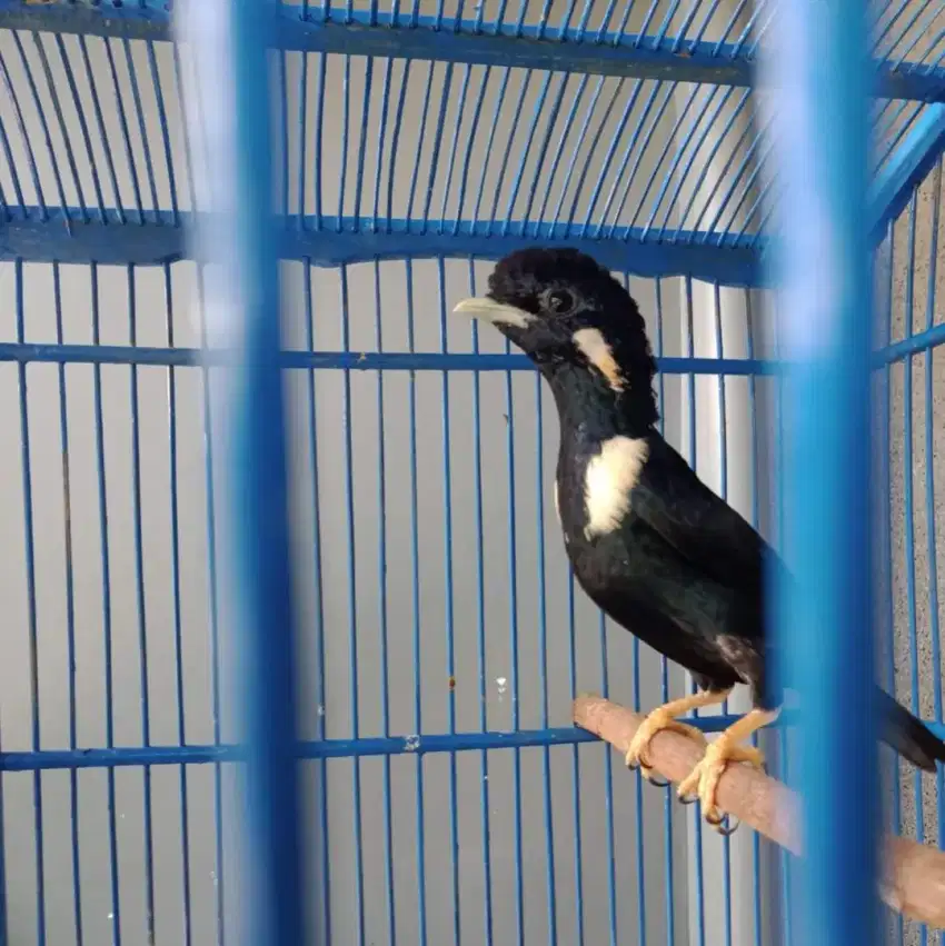 Burung raja perling jantan mulus pur total rawata  lama dah bunyi