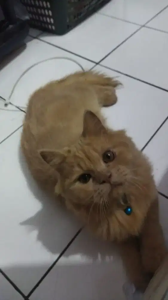 Open adopt persia flat nose long hair 8 bulan