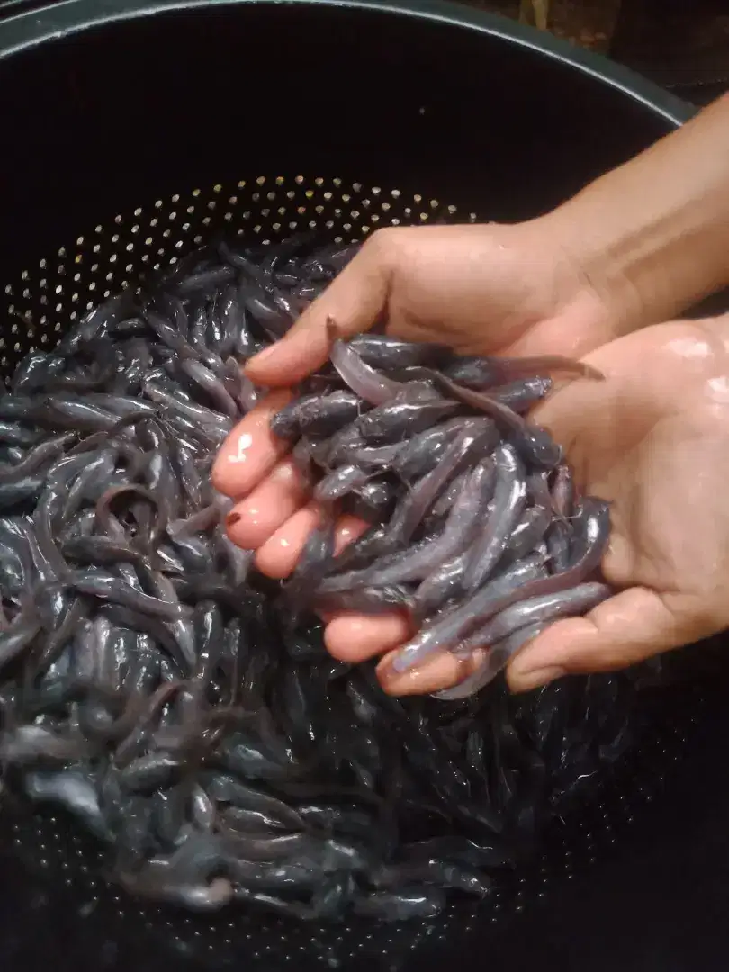 jual bibit ikan lele