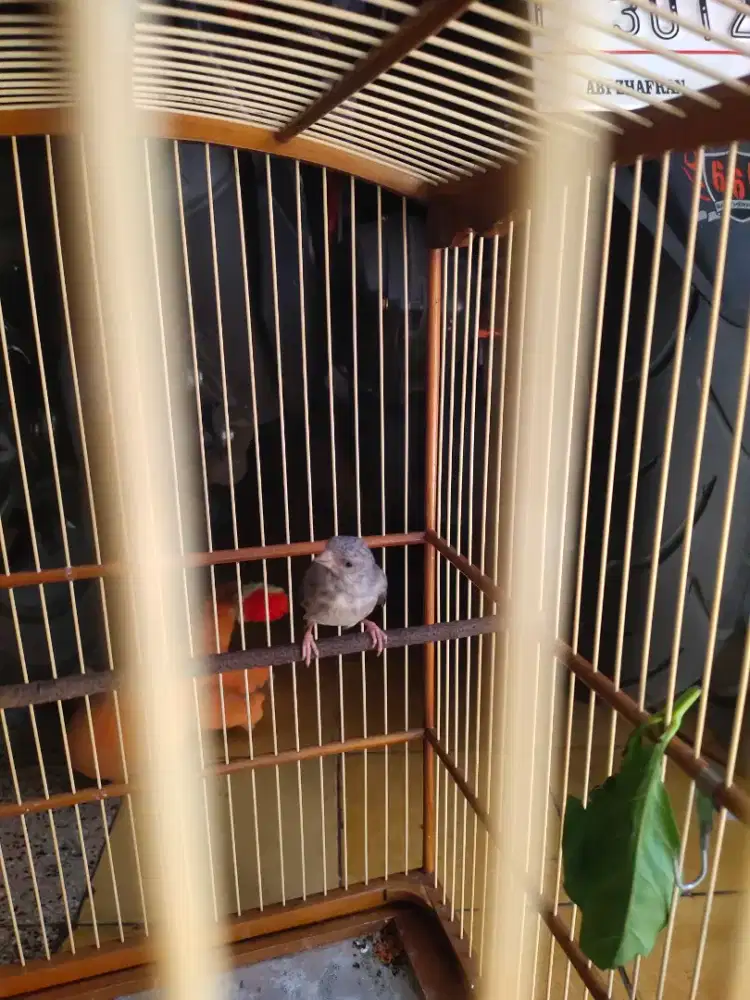 Burung sanger jantan