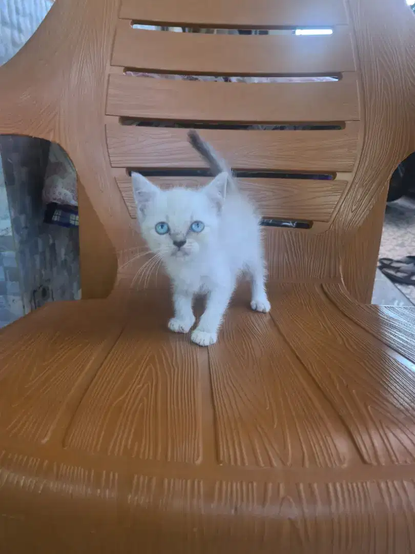 Kucing BSH mix Munchkin
