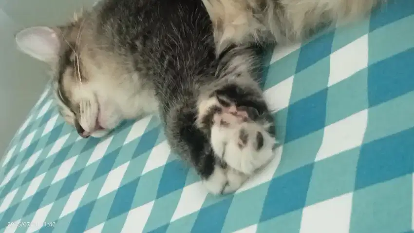 persia mixdom kitten