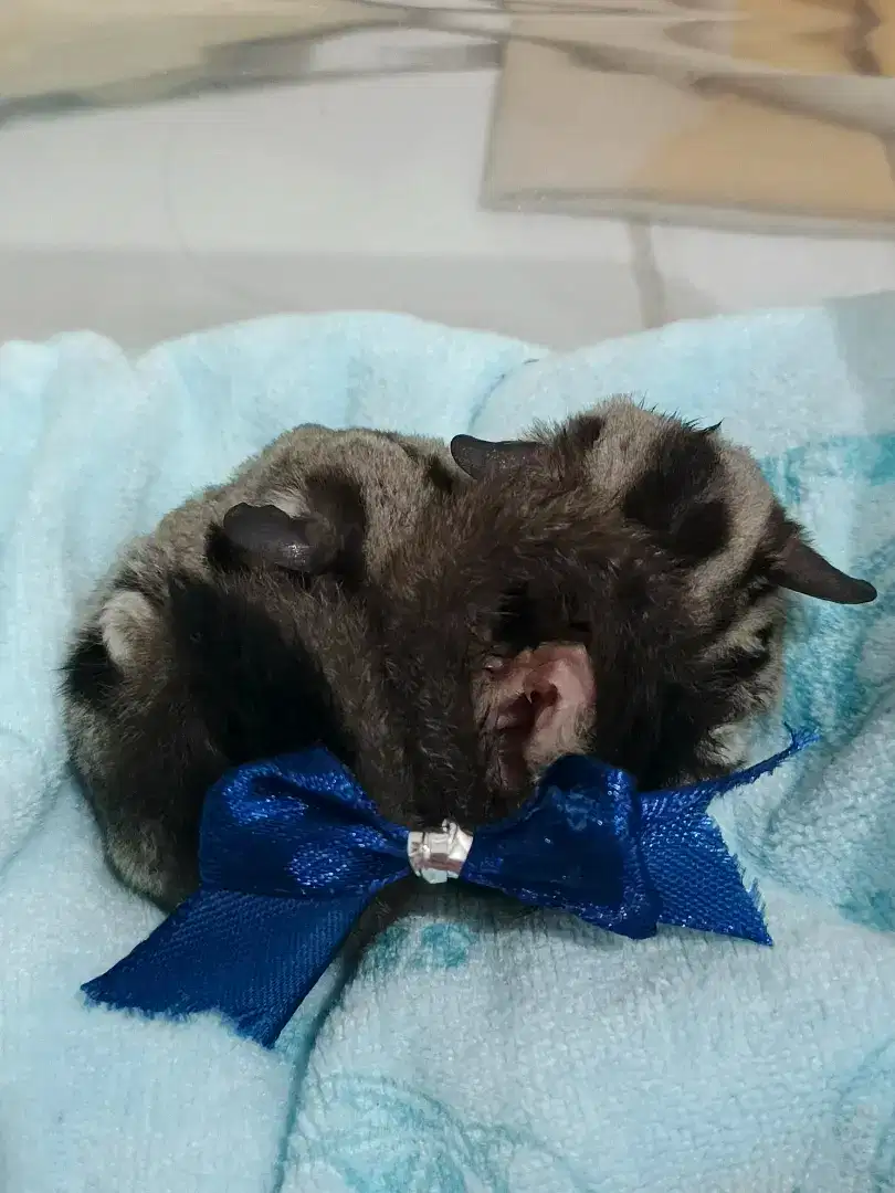 Jual joey sugar glider