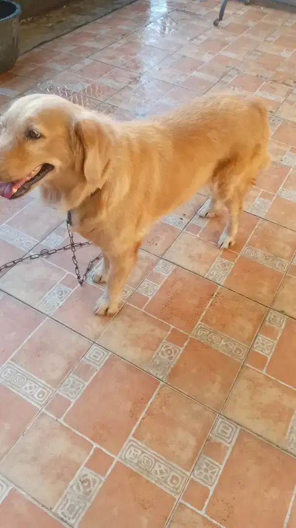 Golden Ret Betina