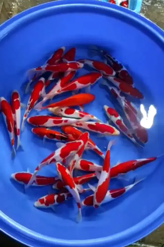 SEDIA PAKET IKAN KOI CANTIK SIZE 30CM ISI 10EKOR