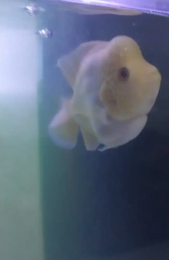 Louhan GB (golden base) SB