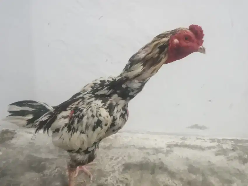 Dijual ayam khoyngon umur 8/9 bulan ukuran 3.5
