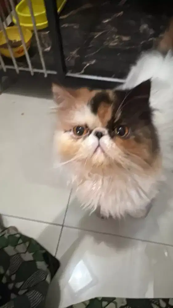 Lepas adopt persian peaknose