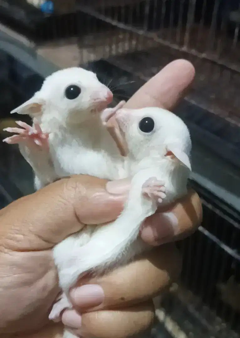 Sugar Glider Joey Jantan Leucistik