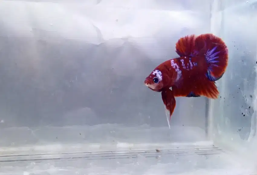 Cupang Plakat Red Galaxy