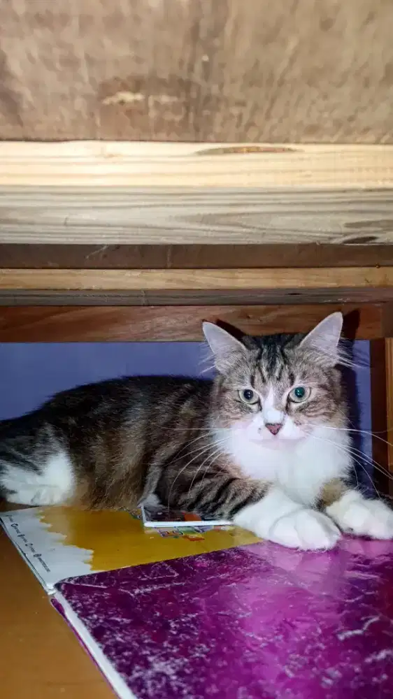 lepas adopt betina 2 tahun